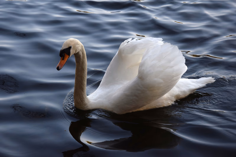 łabędź