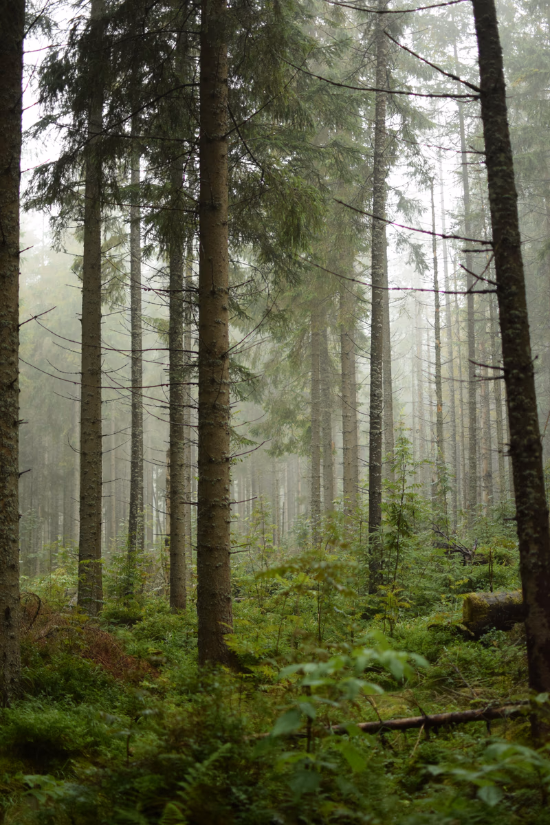 Tatry