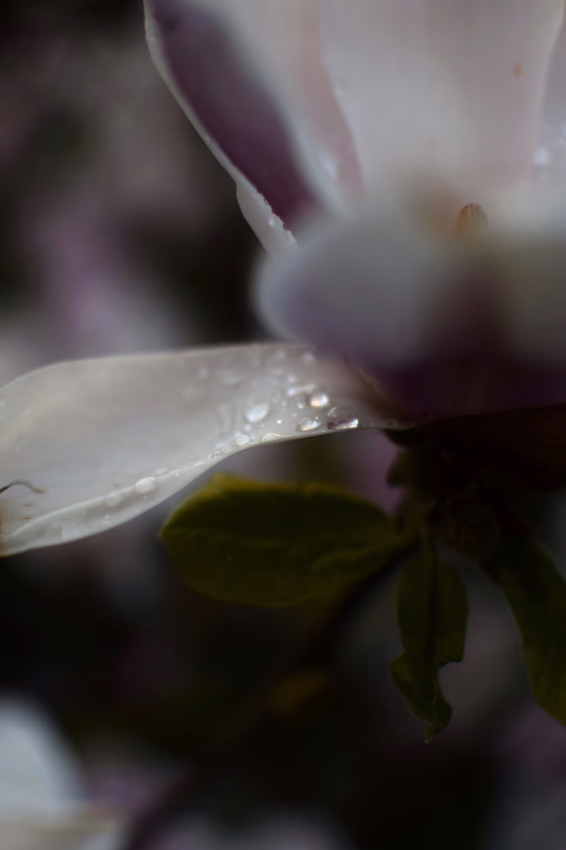 magnolia
